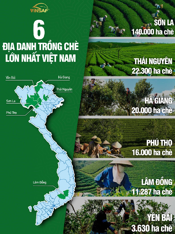 TỔNG HỢP 6 ĐỊA DANH TRỒNG CHÈ LỚN NHẤT VIỆT NAM